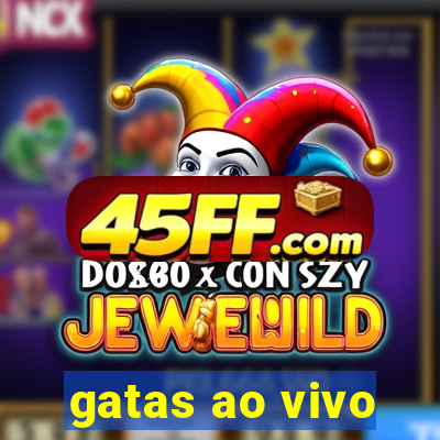 gatas ao vivo